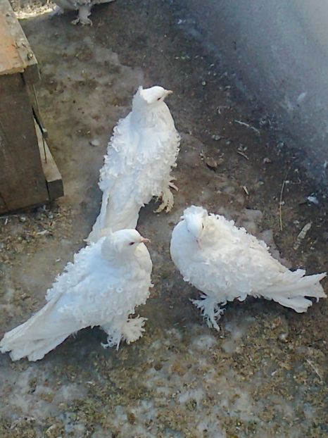 fotografie2718_001 - E ___ CRETI FRANCEZI ALBI