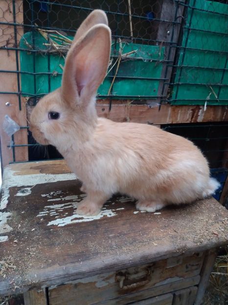  - Urias_german galben femela1