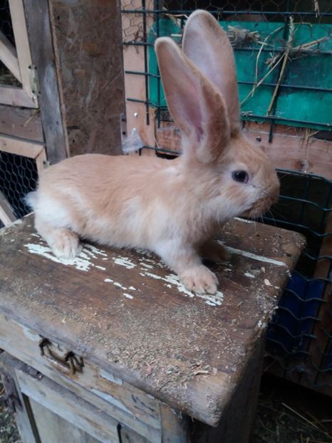  - Urias_german galben femela1