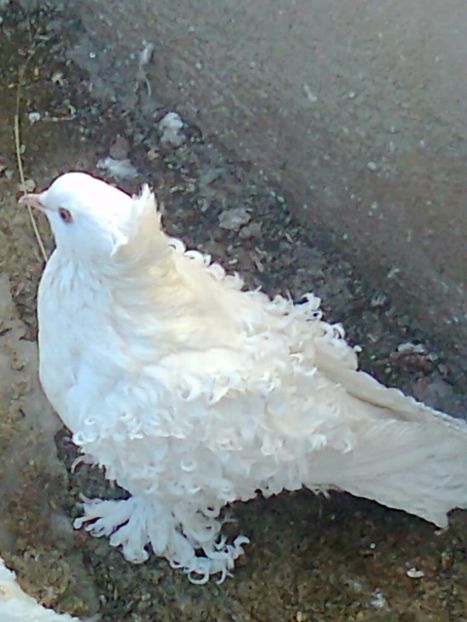 fotografie2720_001 - 9 --- Masculi