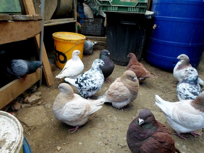  - Voiajori Americani 2017