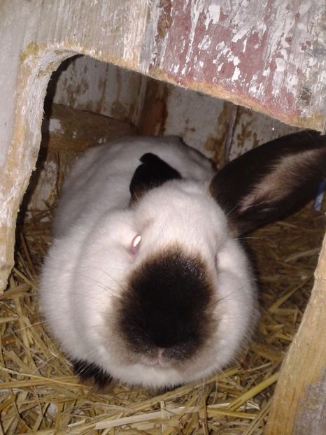 Fotografie0653 californieni (1) - un nou inceput