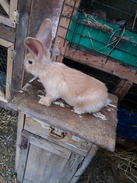  - Urias_german galben femela1