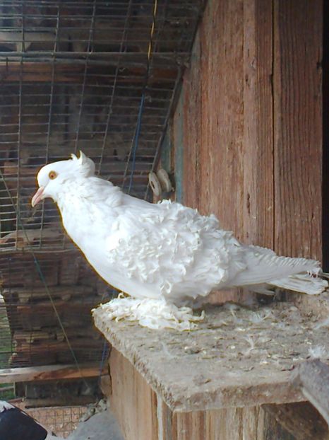 Fotografie1364 - 10 --- Femele