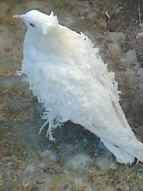 F 2016 - 10 --- Femele