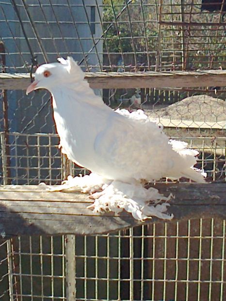 Fotografie1340 - 10 --- Femele