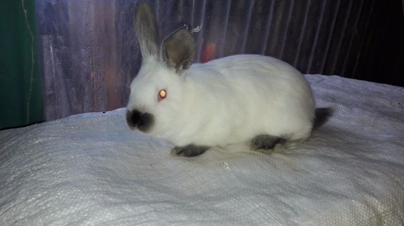 7 saptamani - c pui californieni