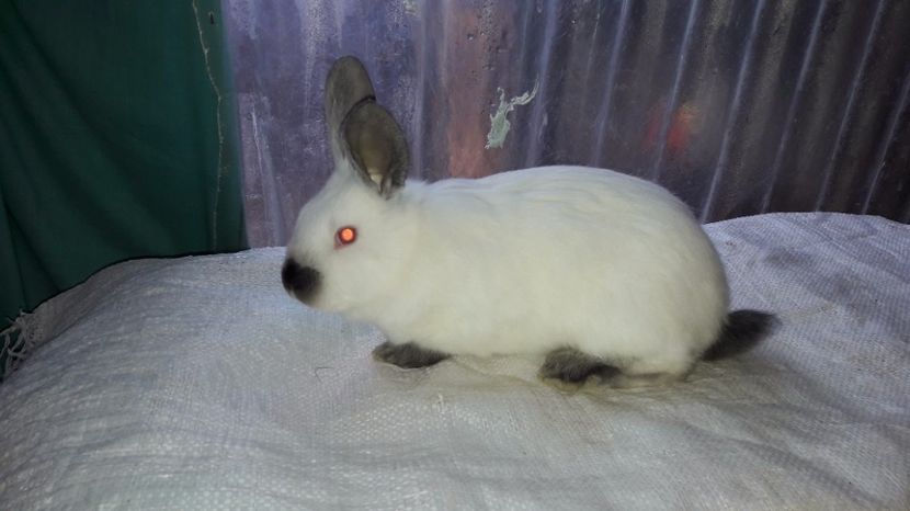  - c pui californieni