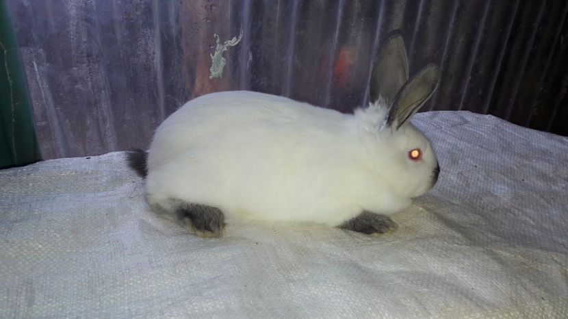  - c pui californieni