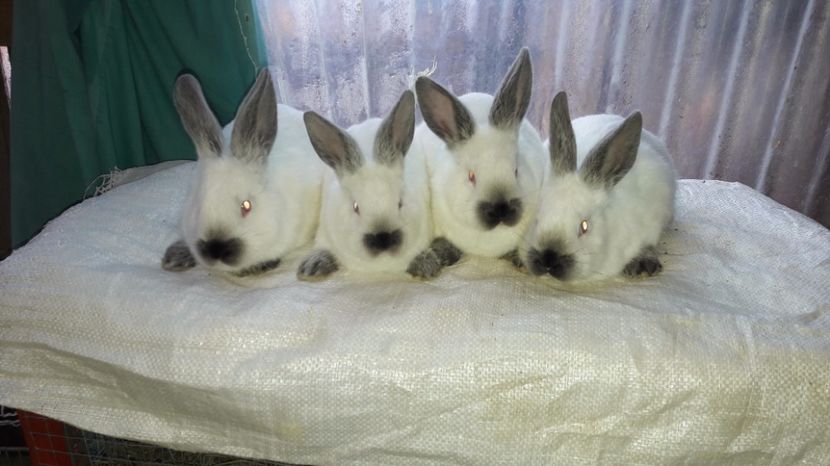  - c pui californieni