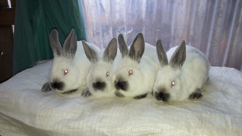  - c pui californieni