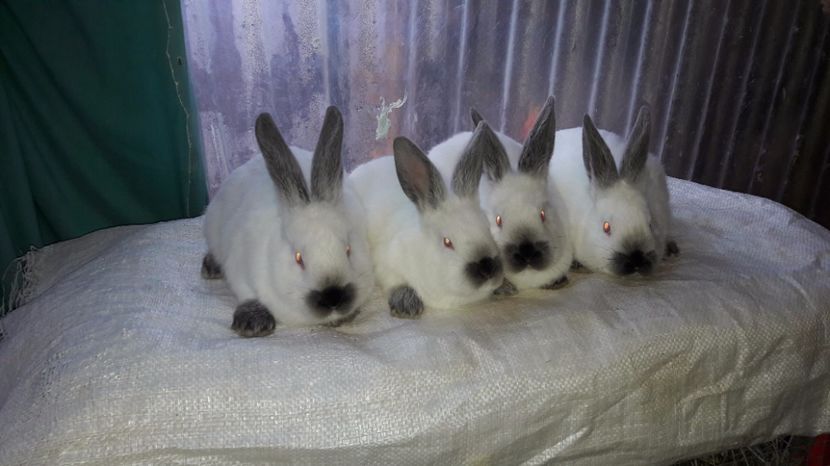  - c pui californieni