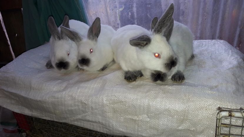  - c pui californieni