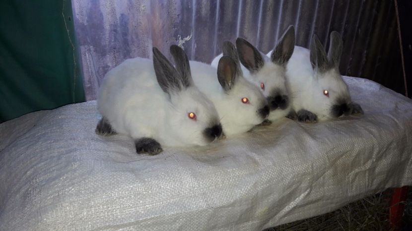  - c pui californieni