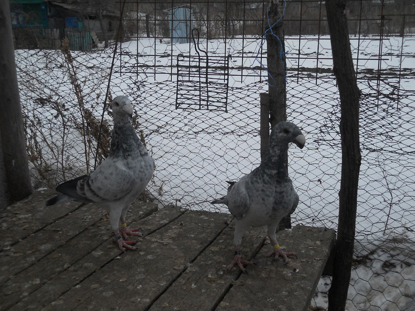  - Porumbei Germani de Frumusete