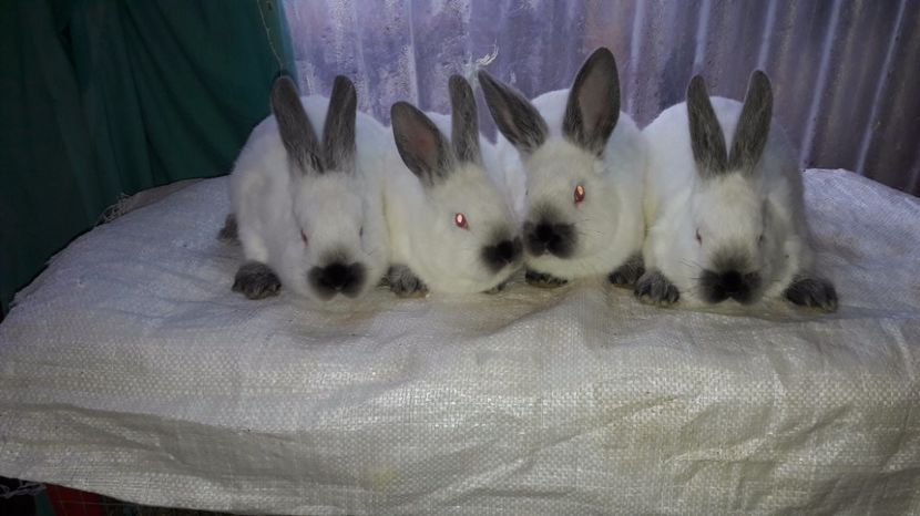  - c pui californieni