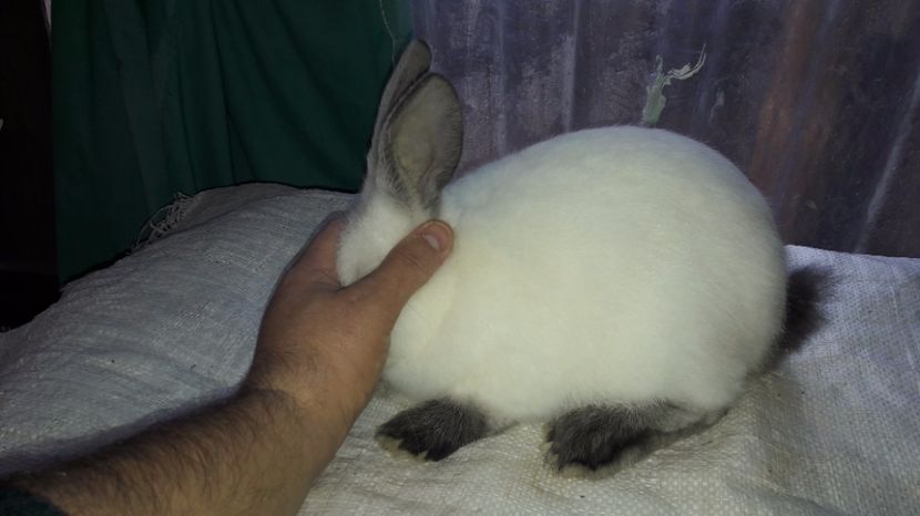 7 saptamani - c pui californieni