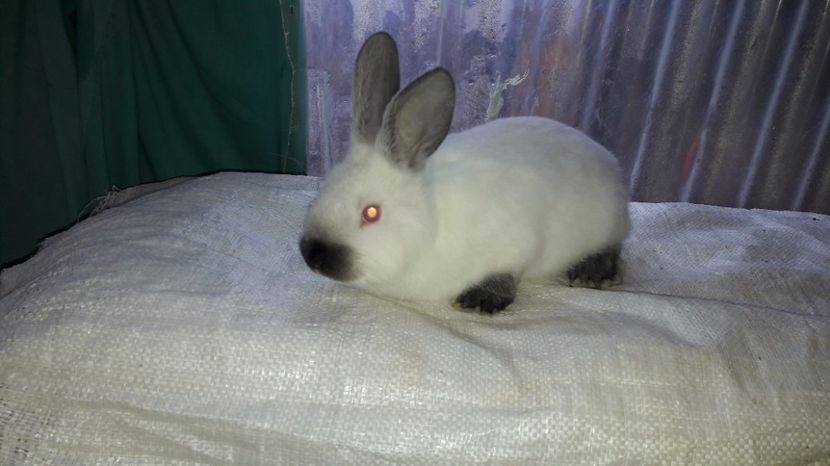  - c pui californieni