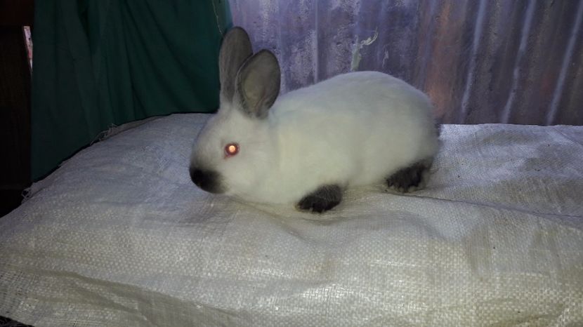  - c pui californieni