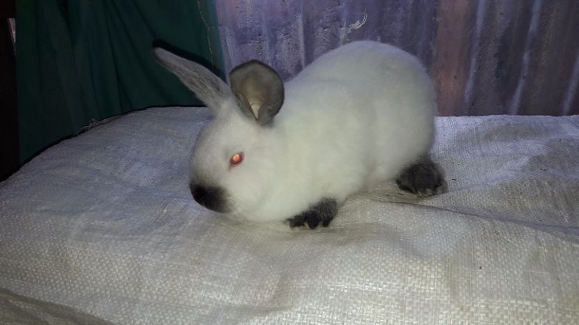  - c pui californieni