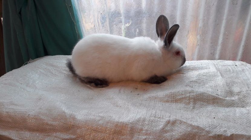  - c pui californieni