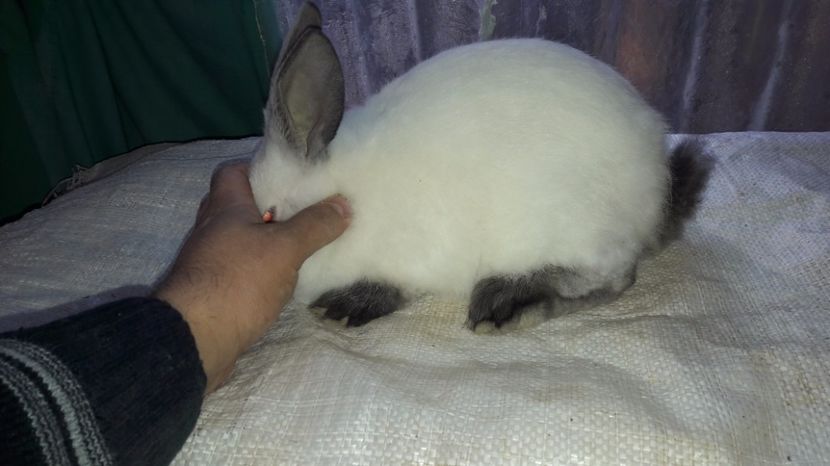  - c pui californieni