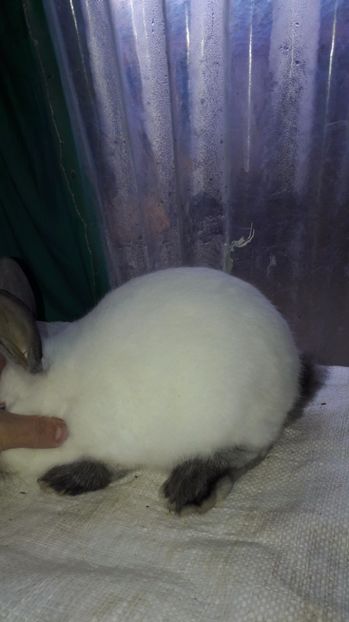  - c pui californieni