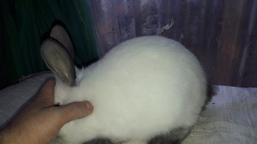  - c pui californieni