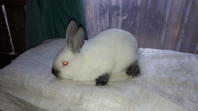  - c pui californieni