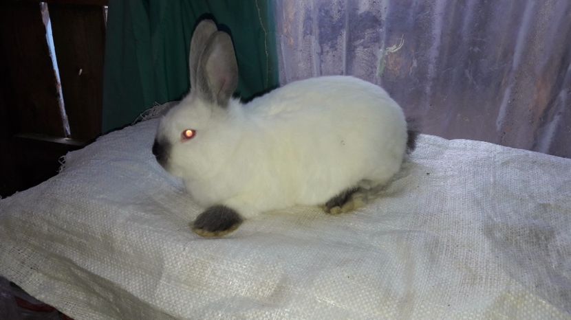  - c pui californieni