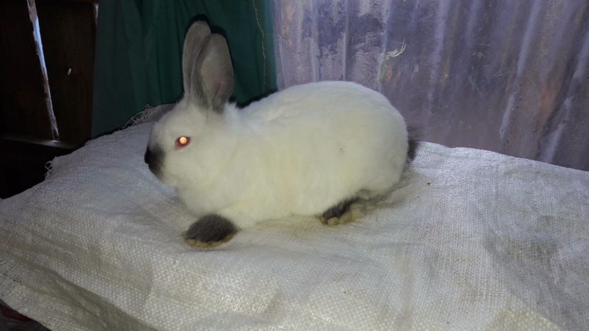  - c pui californieni