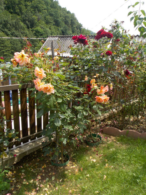  - Trandafir Westerland