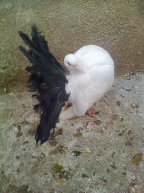 Fotografie1481 - 1 --- Masculi