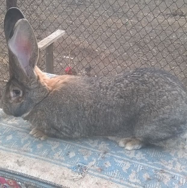  - femela ugg4 RO6 vanduta