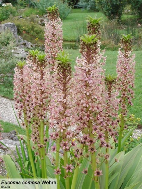 eucomis_comosa 15 - Bulbi deosebiti de vanzare