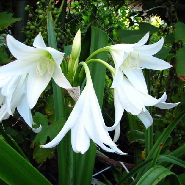 crinum_powelliialbum 15 - Bulbi deosebiti de vanzare