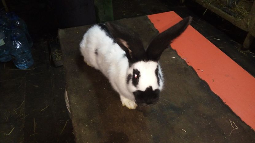  - Femela 5 - Ro 58-11644