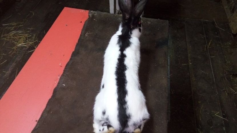  - Femela 5 - Ro 58-11644