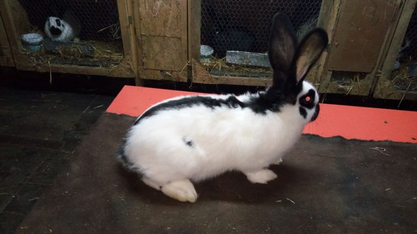  - Femela 5 - Ro 58-11644