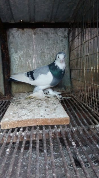  - matca uriasi magiari 2017