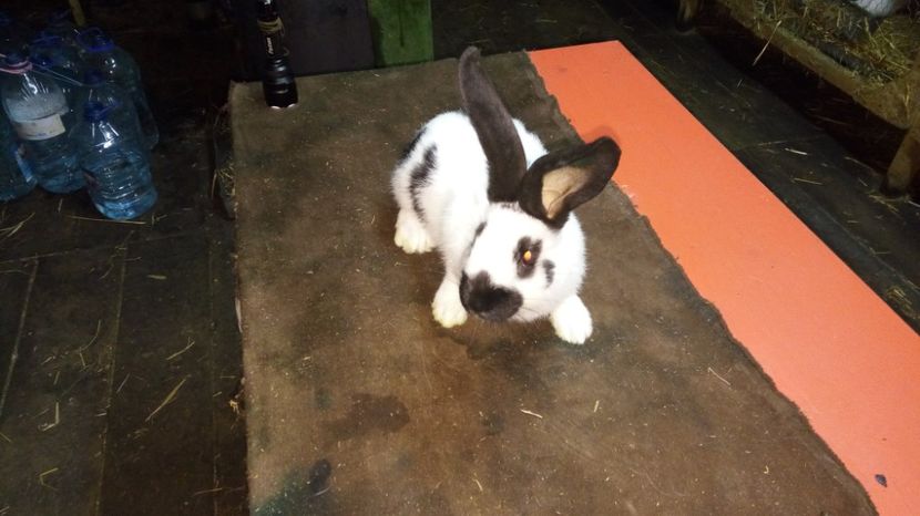  - Mascul 1-2 - Ro63-12644