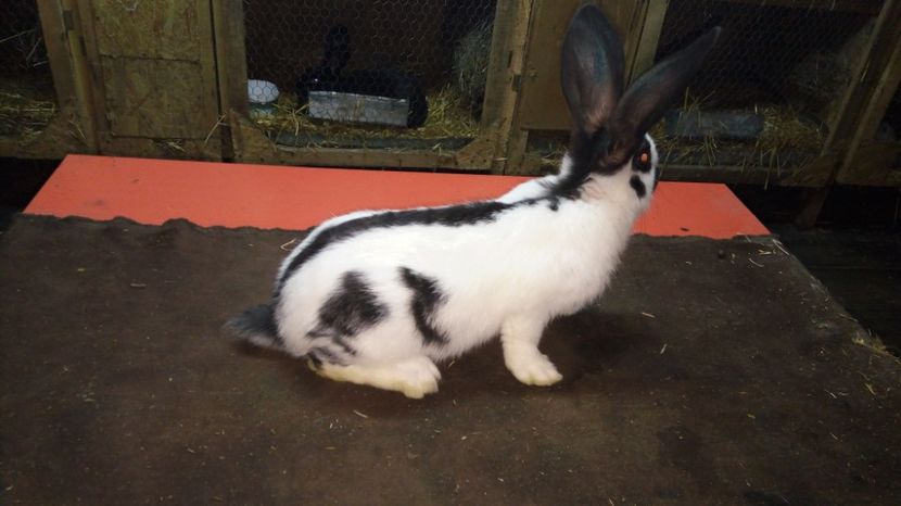  - Mascul 1-2 - Ro63-12644