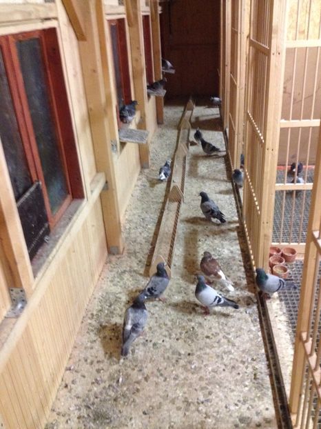 image - Voilera pentru vaduvi