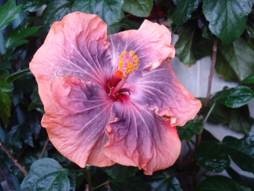  - Hibiscus Gabriel