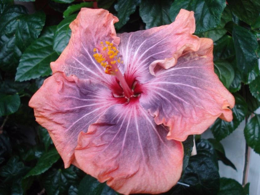  - Hibiscus Gabriel