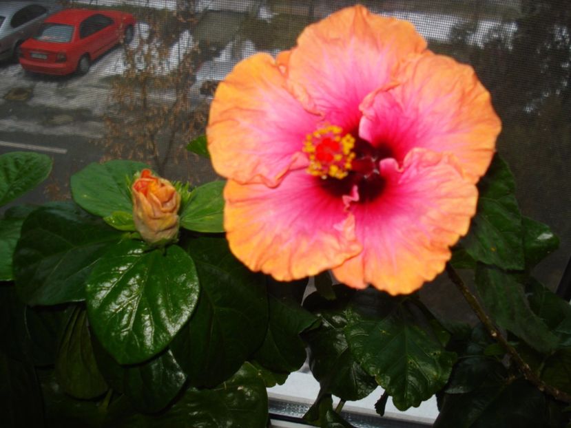 Erin Rachel - HIBISCUS 2017