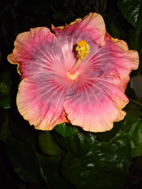 Persian Rug - HIBISCUS 2017