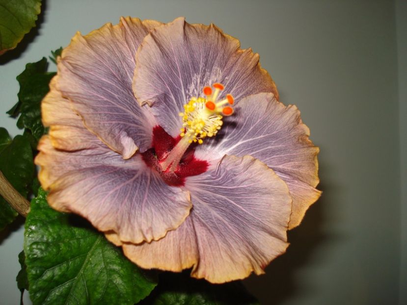 Tahitian Moody Blue - HIBISCUS 2017