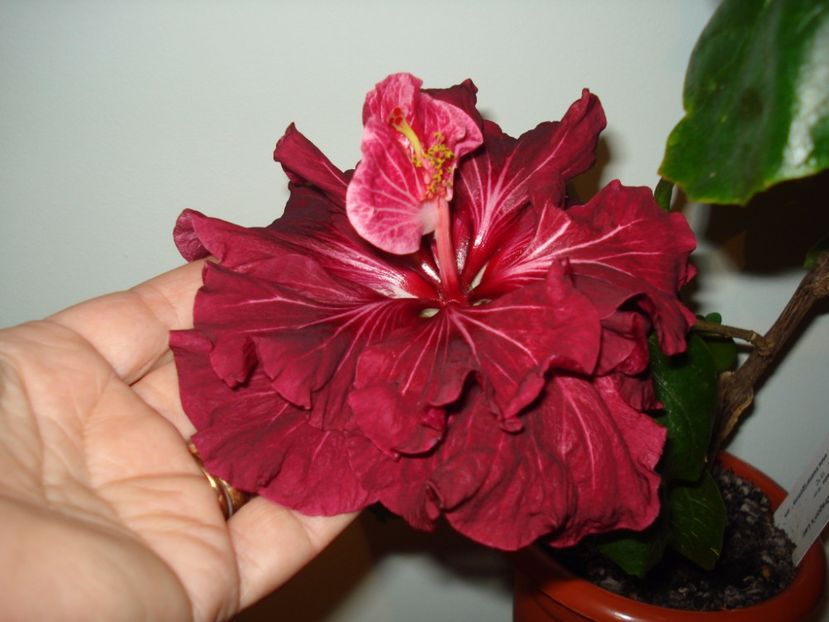  - HIBISCUS 2017