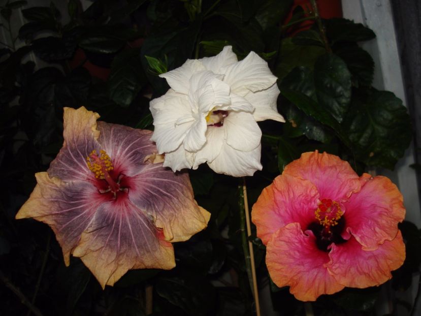  - HIBISCUS 2017